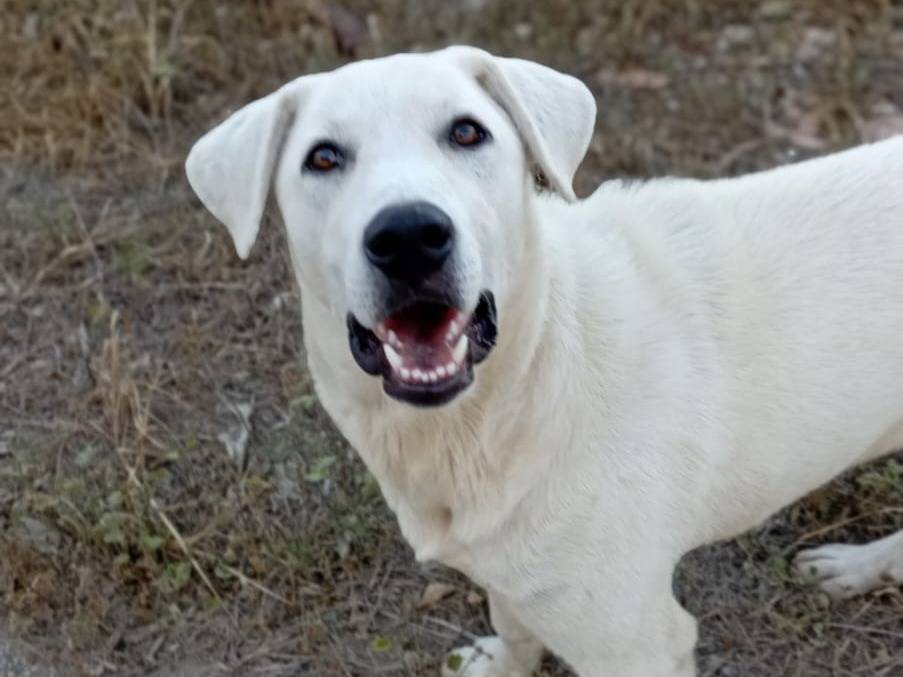 Adotta un cane, maschio, 10 mesi, Crotone