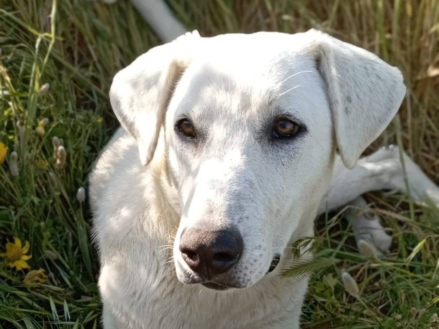Adotta un cane, taglia media, maschio, Crotone