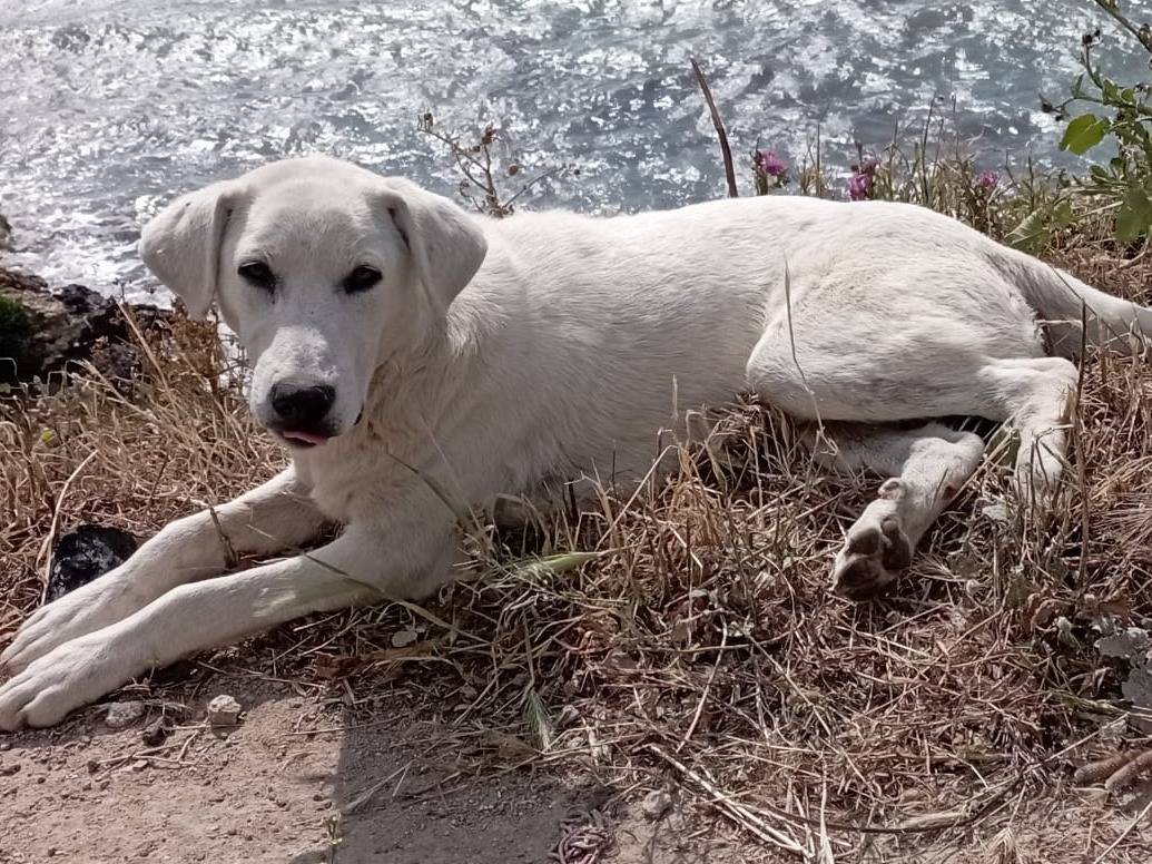 Adotta il cane MAX  a Crotone