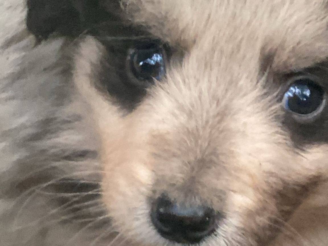 Adotta un cane, maschio, 1 mesi, Crotone