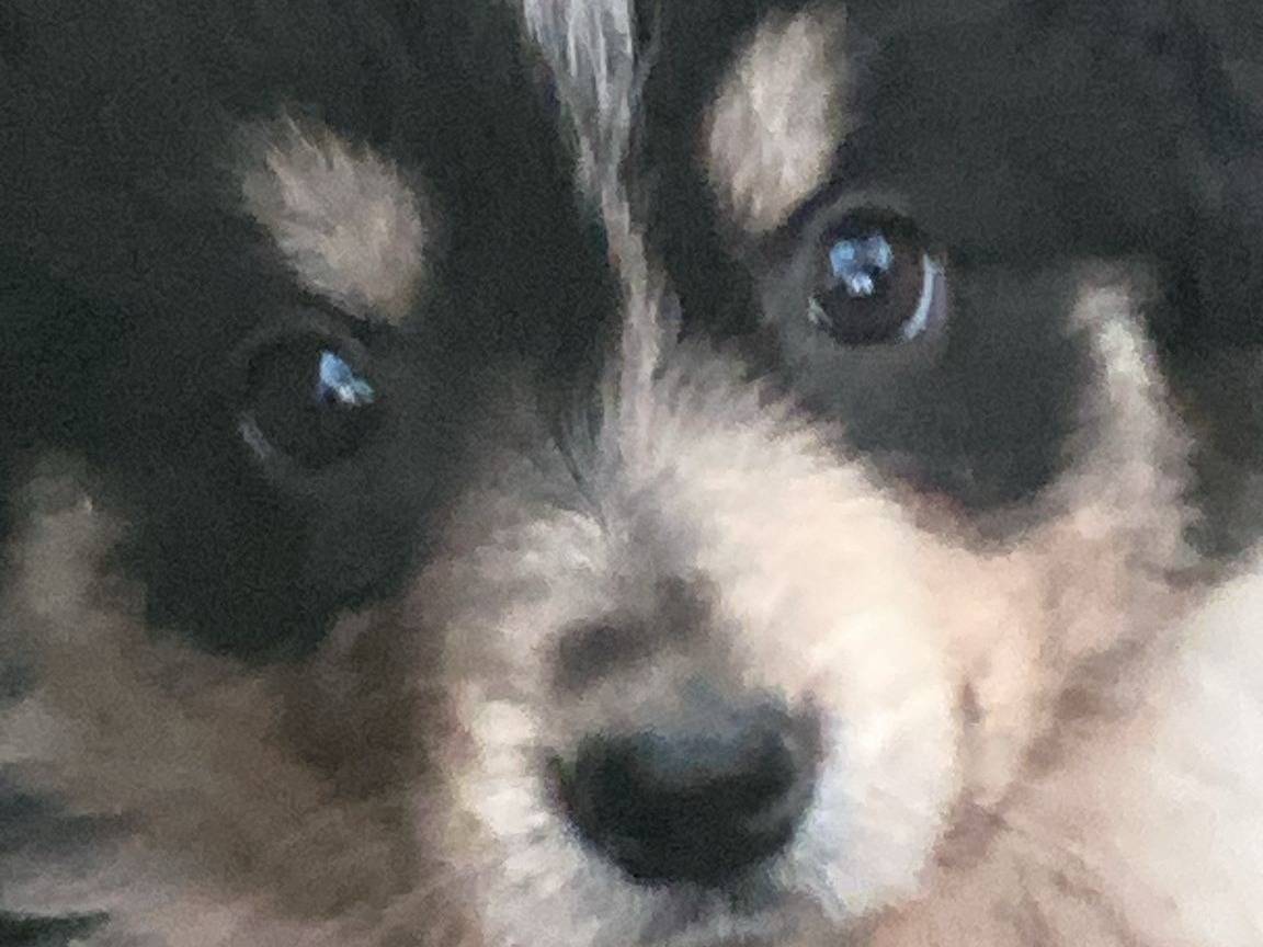 Adotta un cane, femmina, 1 mesi, Crotone