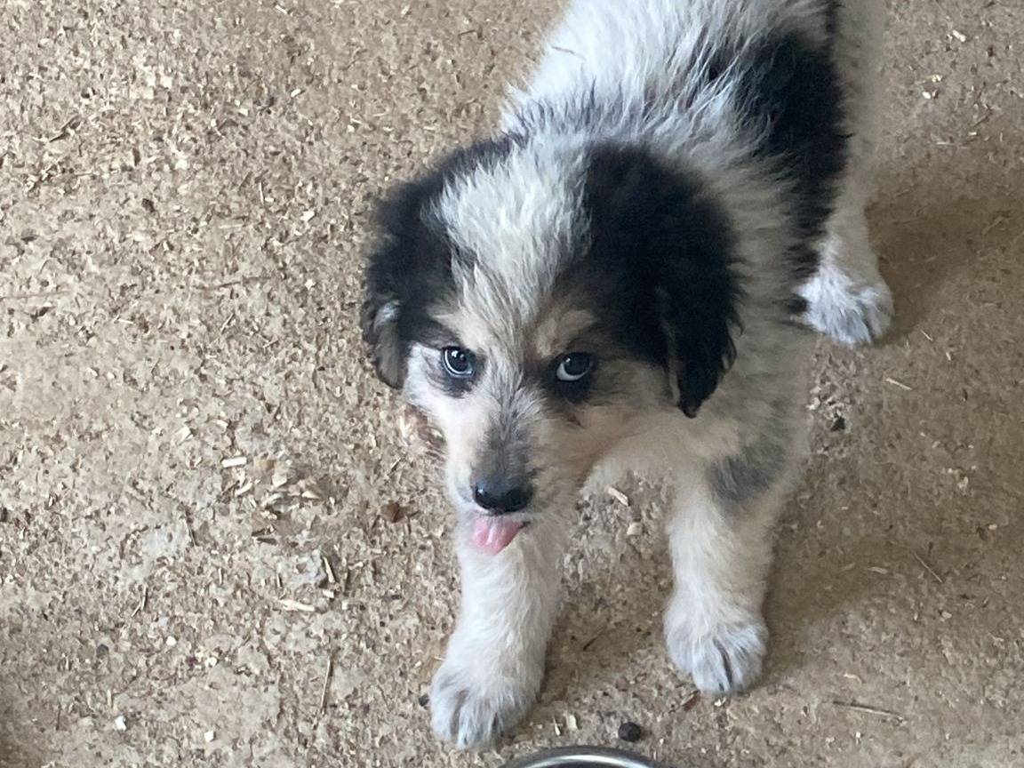 Adotta un cane, maschio, 1 mesi, Crotone