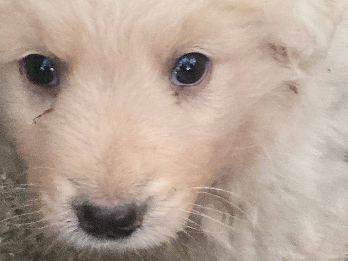 Adotta un cane, maschio, 1 mesi, Crotone