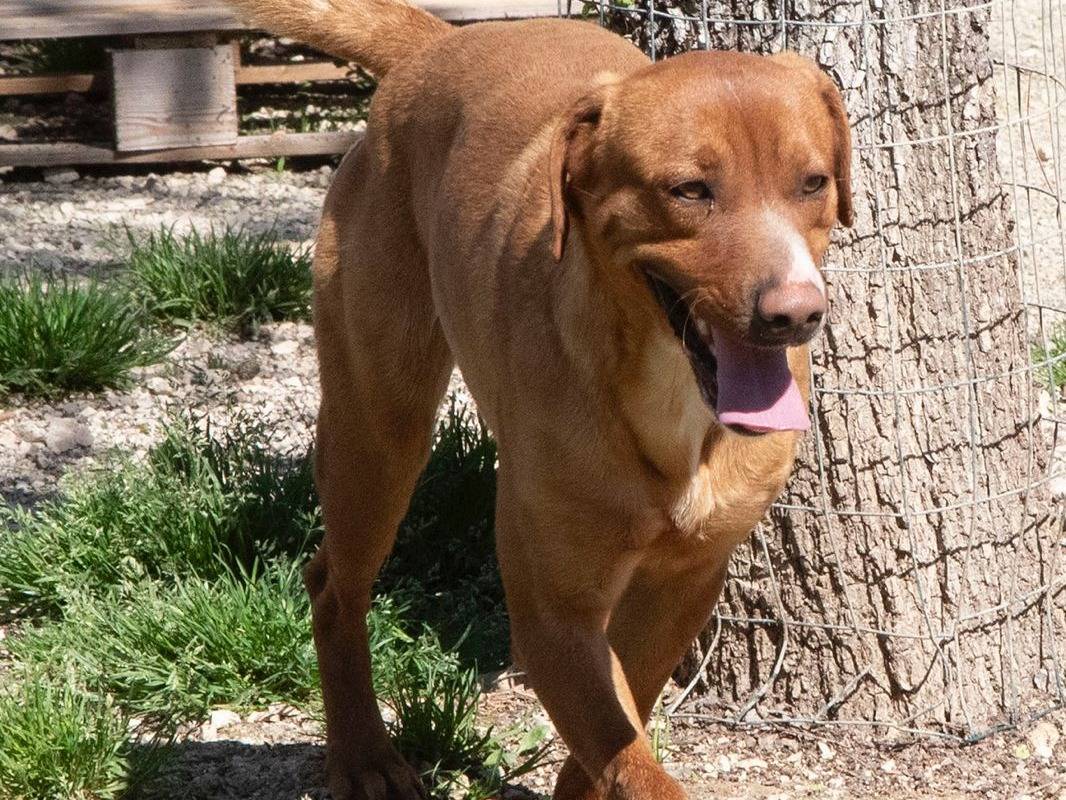 Adotta un cane, maschio, 1 anno e 2 mesi , Frosinone