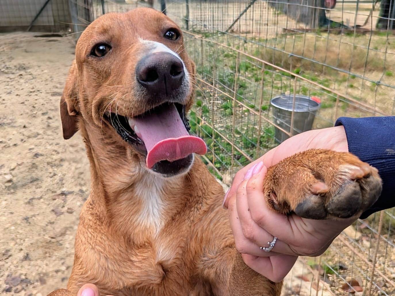 Adotta un cane, taglia media, maschio, Frosinone