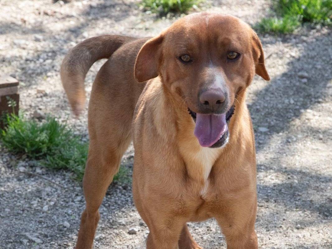Vuoi adottare un cane a Frosinone?