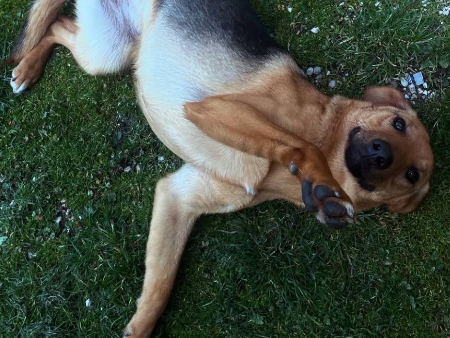 Adotta un cane, femmina, 11 mesi, Teramo
