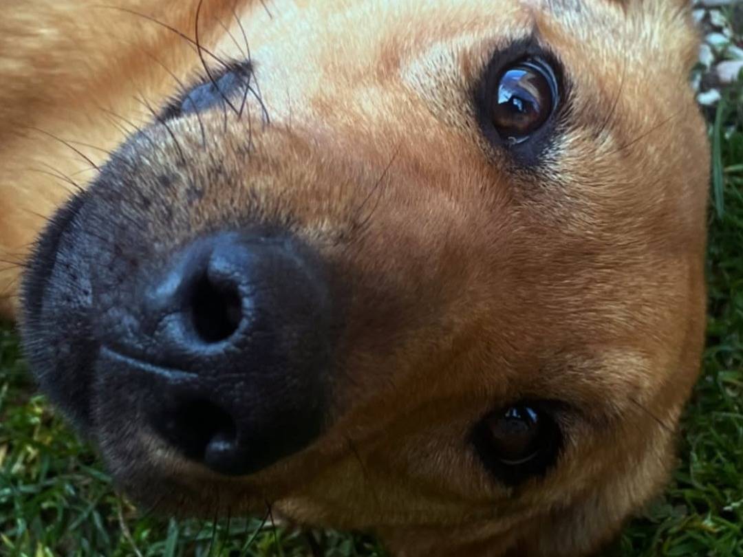 Adotta un cane, taglia media, femmina, Teramo