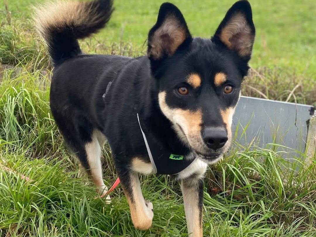Adozione cane, femmina, Razza sconosciuta Razza sconosciuta, 6 anni  e 1 mese, taglia grande, Milano