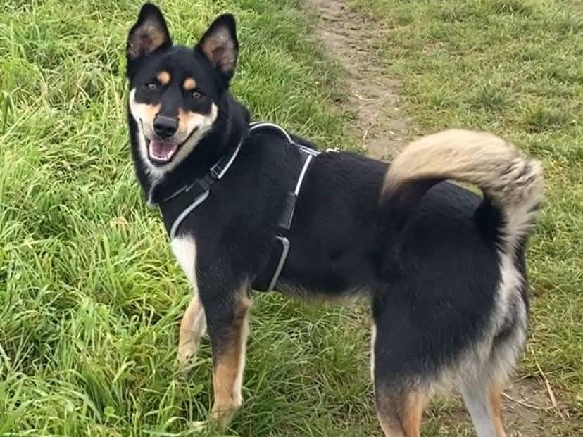 Adotta un cane, femmina, 6 anni  e 1 mese, Milano