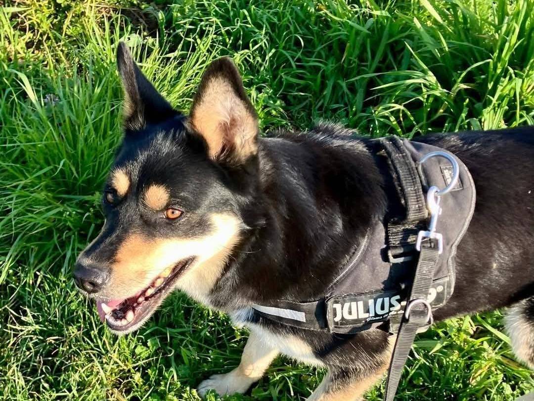 Adotta un cane, taglia grande, femmina, Milano