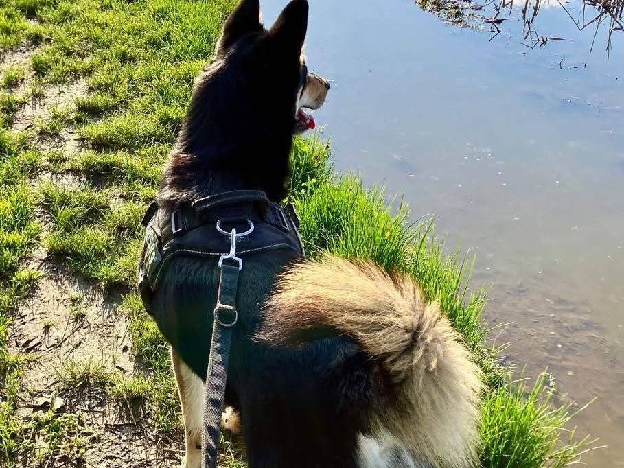 Vuoi adottare un cane a Milano?