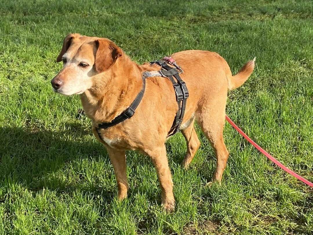 Adotta un cane, maschio, 7 anni , Milano