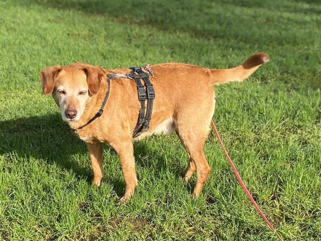 Adotta un cane, taglia grande, maschio, Milano
