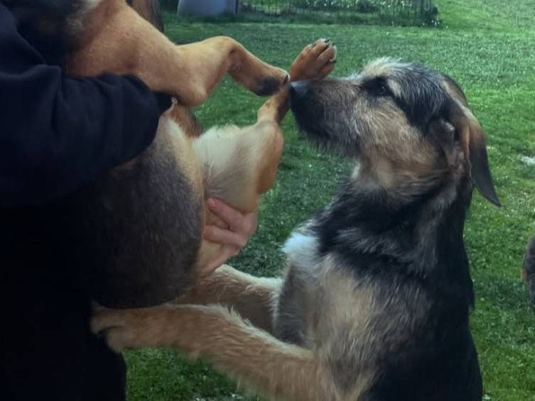 Foto dell'animale