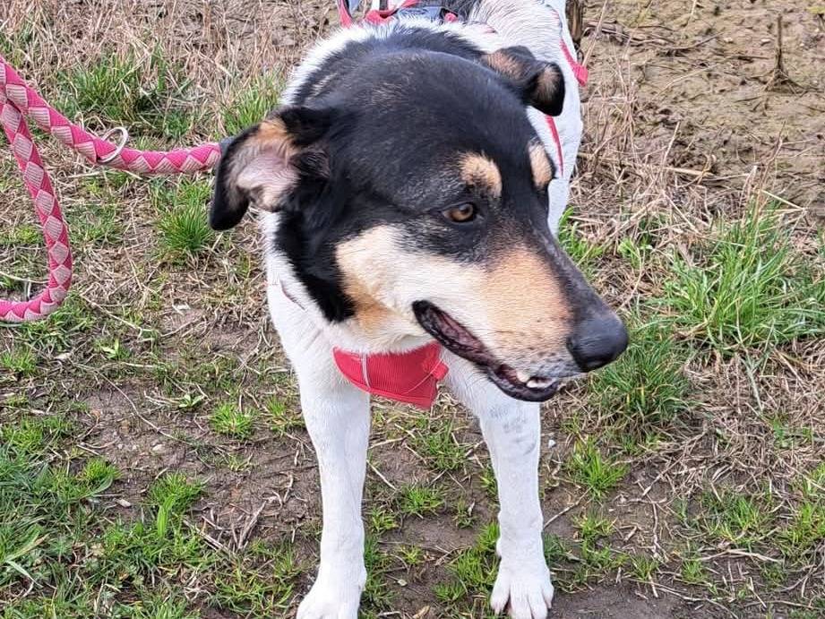 Adotta un cane, femmina, 2 anni  e 1 mese, Milano