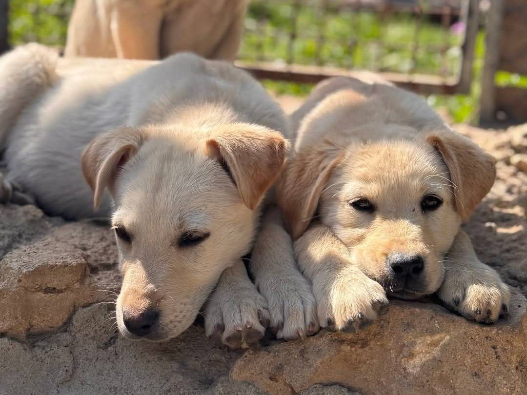 Adozione cane, femmina, Labrador Retriever Razza sconosciuta, 10 mesi, taglia media, Crotone