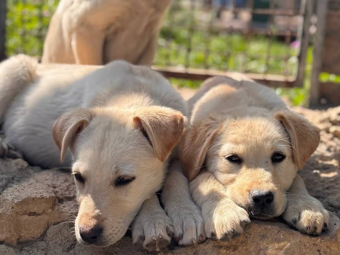 Foto dell'animale