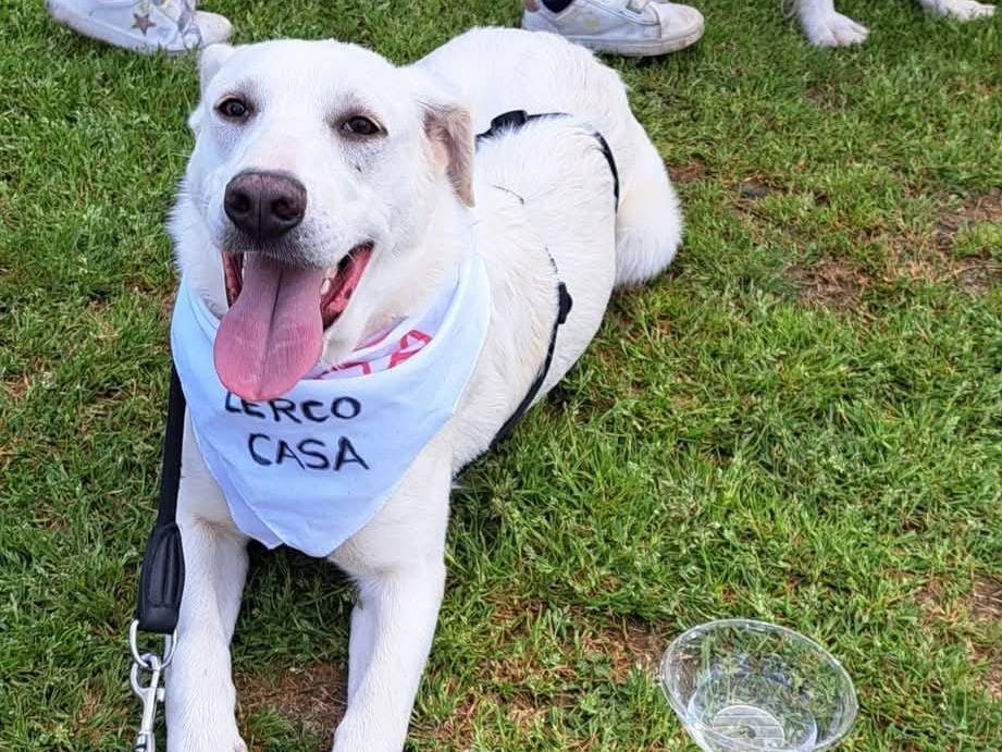 Adotta un cane, maschio, 7 mesi, Milano