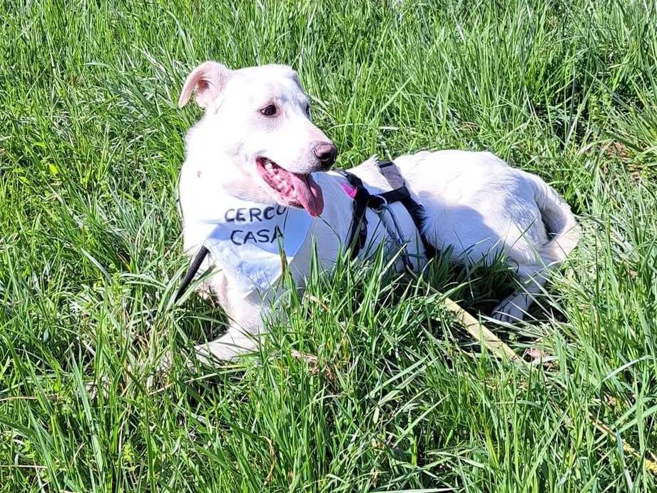 Adotta un cane, taglia media, maschio, Milano