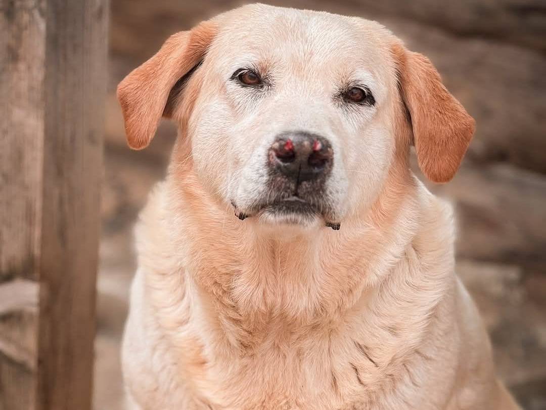 Adozione cane, femmina, Labrador Retriever Razza sconosciuta, 7 anni e 1 mese, taglia grande, Crotone