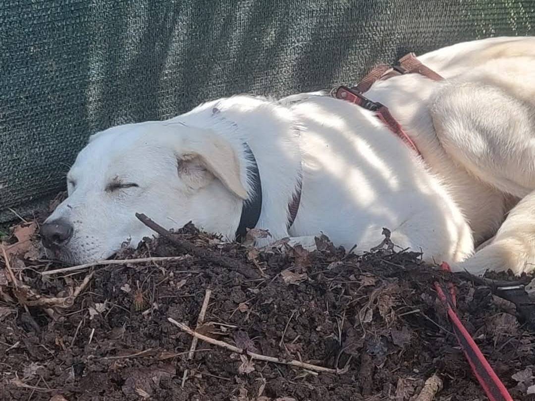 Adotta un cane, maschio, 7 mesi, Milano