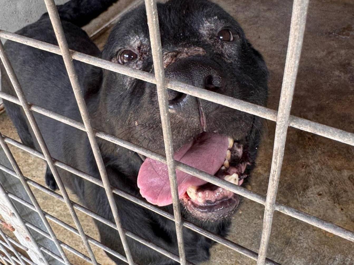 Foto dell'animale