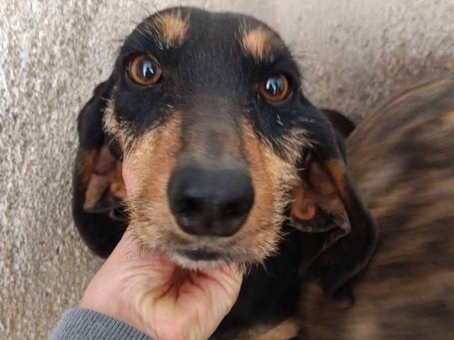 Foto dell'animale