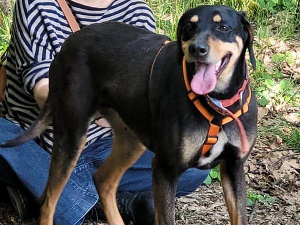 Adotta un cane, femmina, 3 anni , Milano