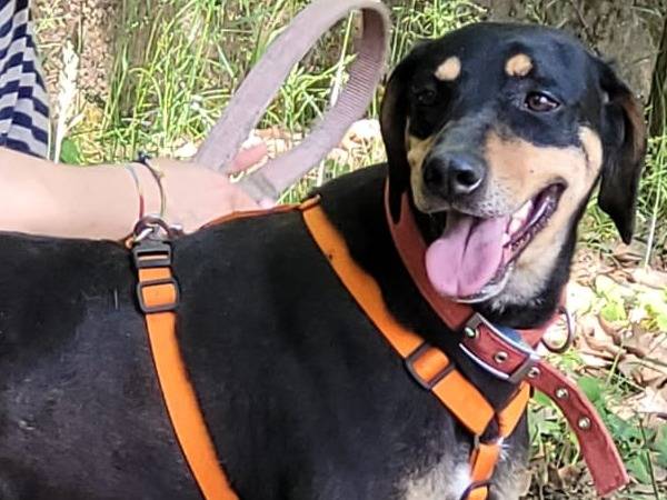 Adotta un cane, taglia media contenuta, femmina, Milano