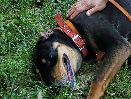 Vuoi adottare un cane a Milano?