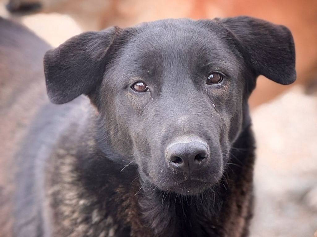 Adozione cane, femmina, Razza sconosciuta Razza sconosciuta, 1 anno e 10 mesi , taglia grande, Crotone