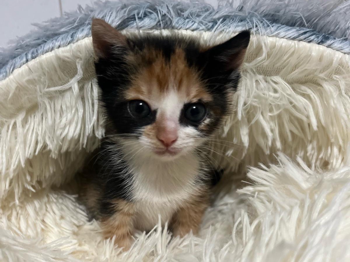 Adozione gatto, femmina, Razza sconosciuta Razza sconosciuta, 1 anno e 2 mesi, taglia non valida, Bari