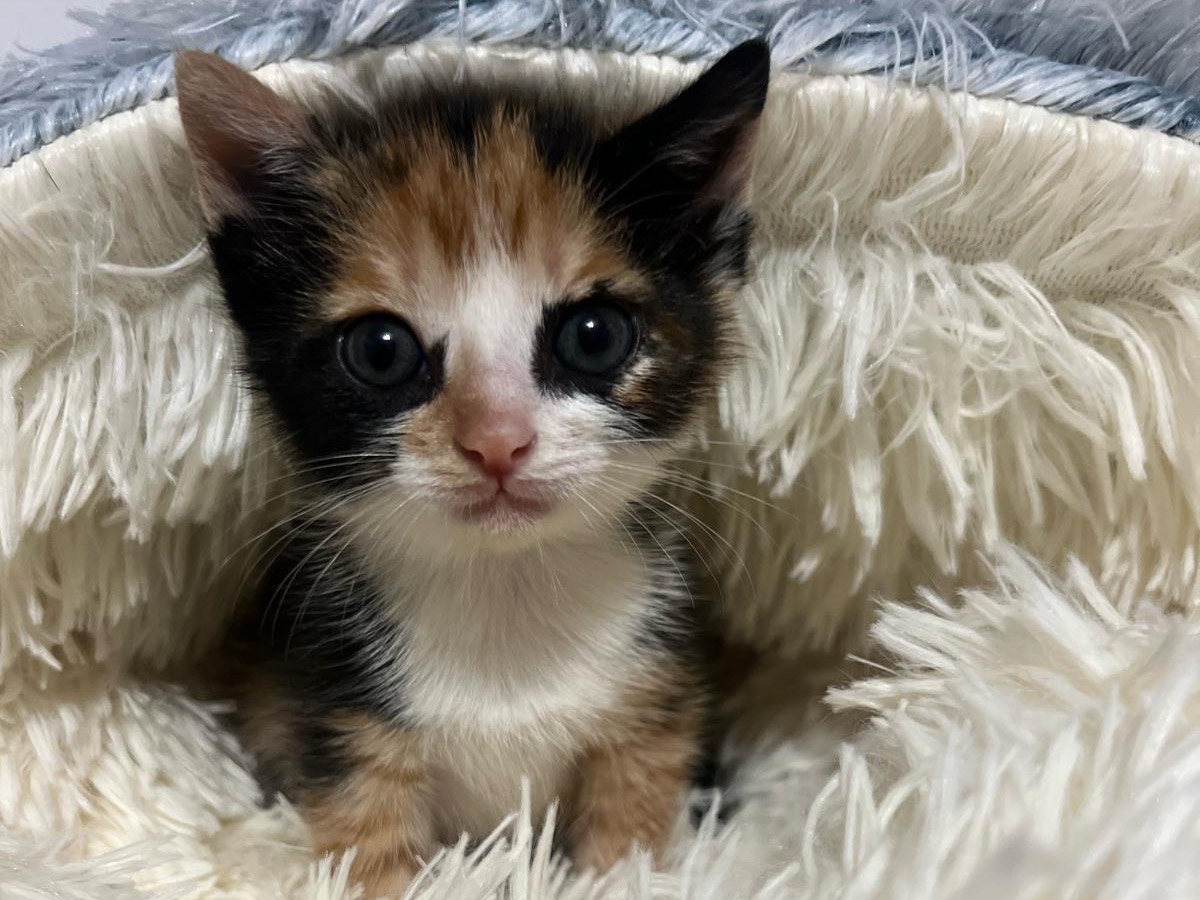 Adotta un gatto, femmina, 1 anno e 2 mesi, Bari