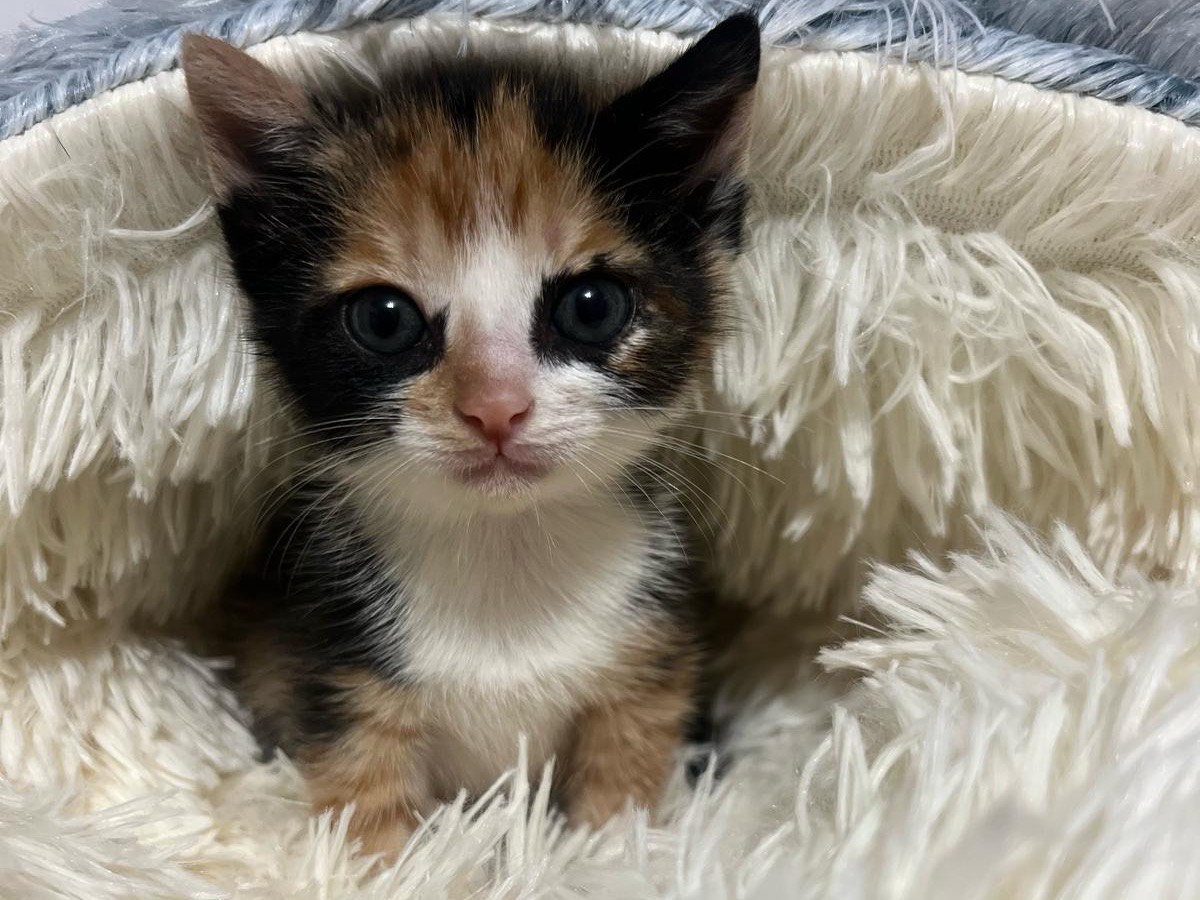 Adotta un gatto, taglia non valida, femmina, Bari