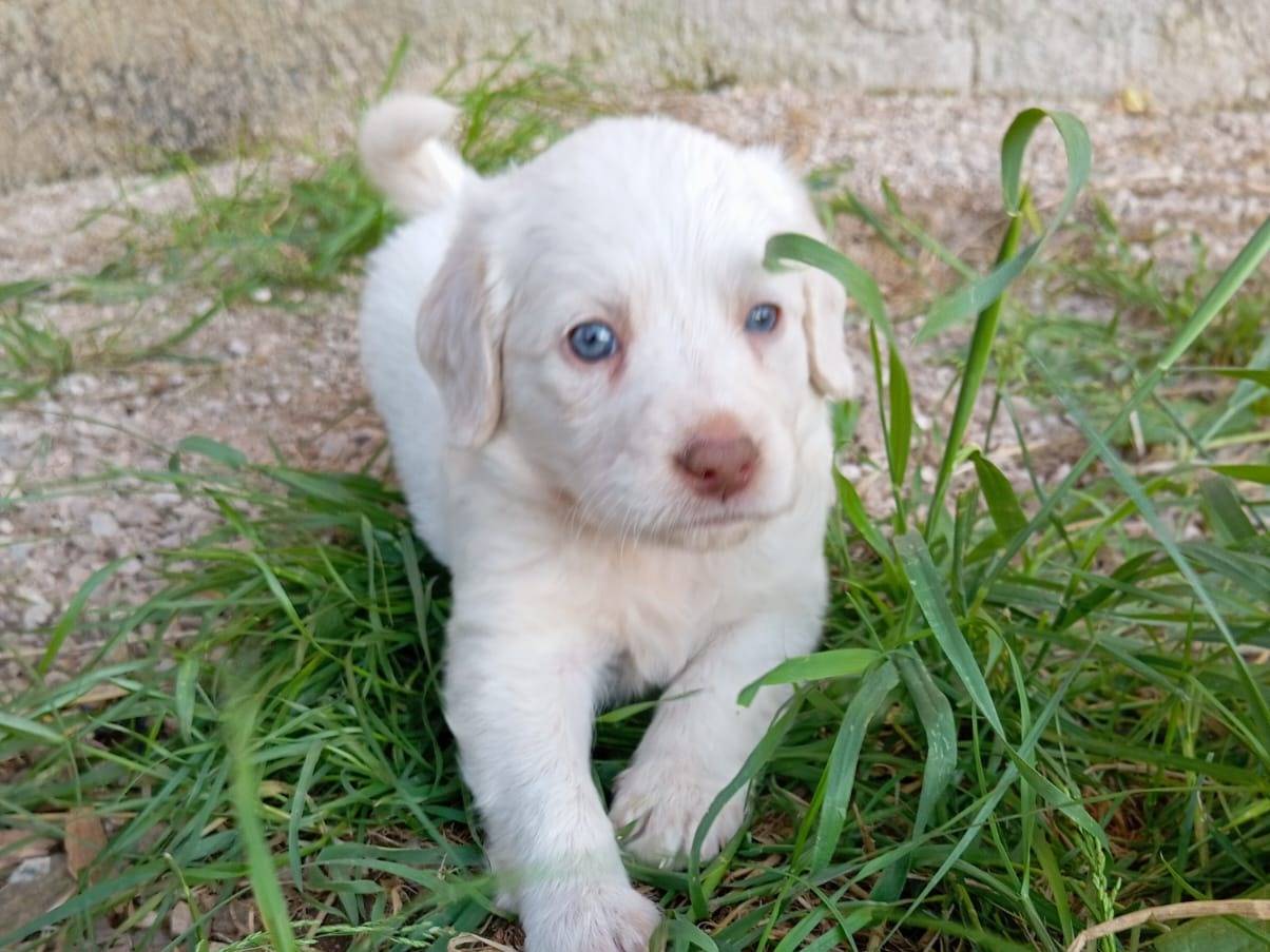 Adotta un cane, taglia media, maschio, Latina