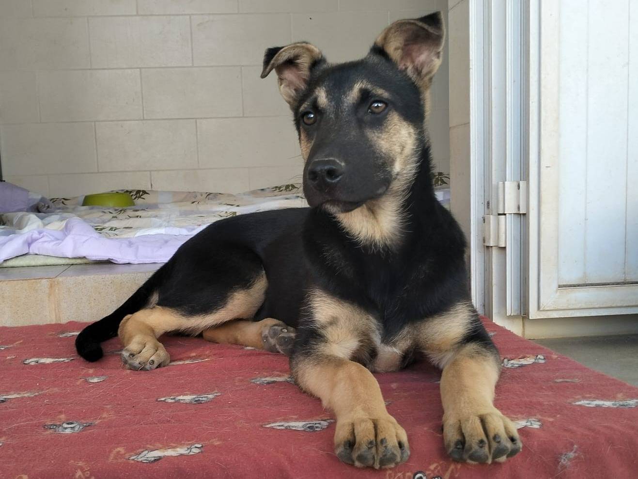Adotta un cane, maschio, 6 mesi, Lecce