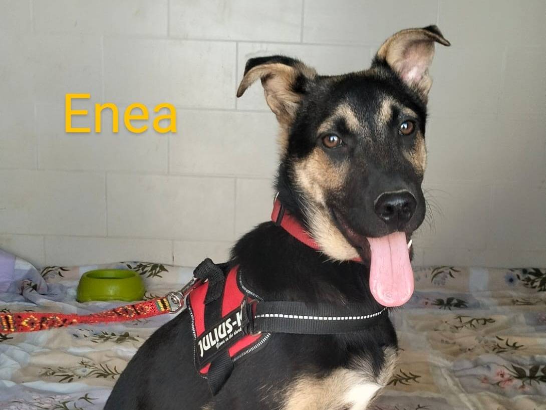 Adotta un cane, taglia media, maschio, Lecce