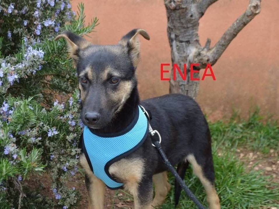 Vuoi adottare un cane a Lecce?