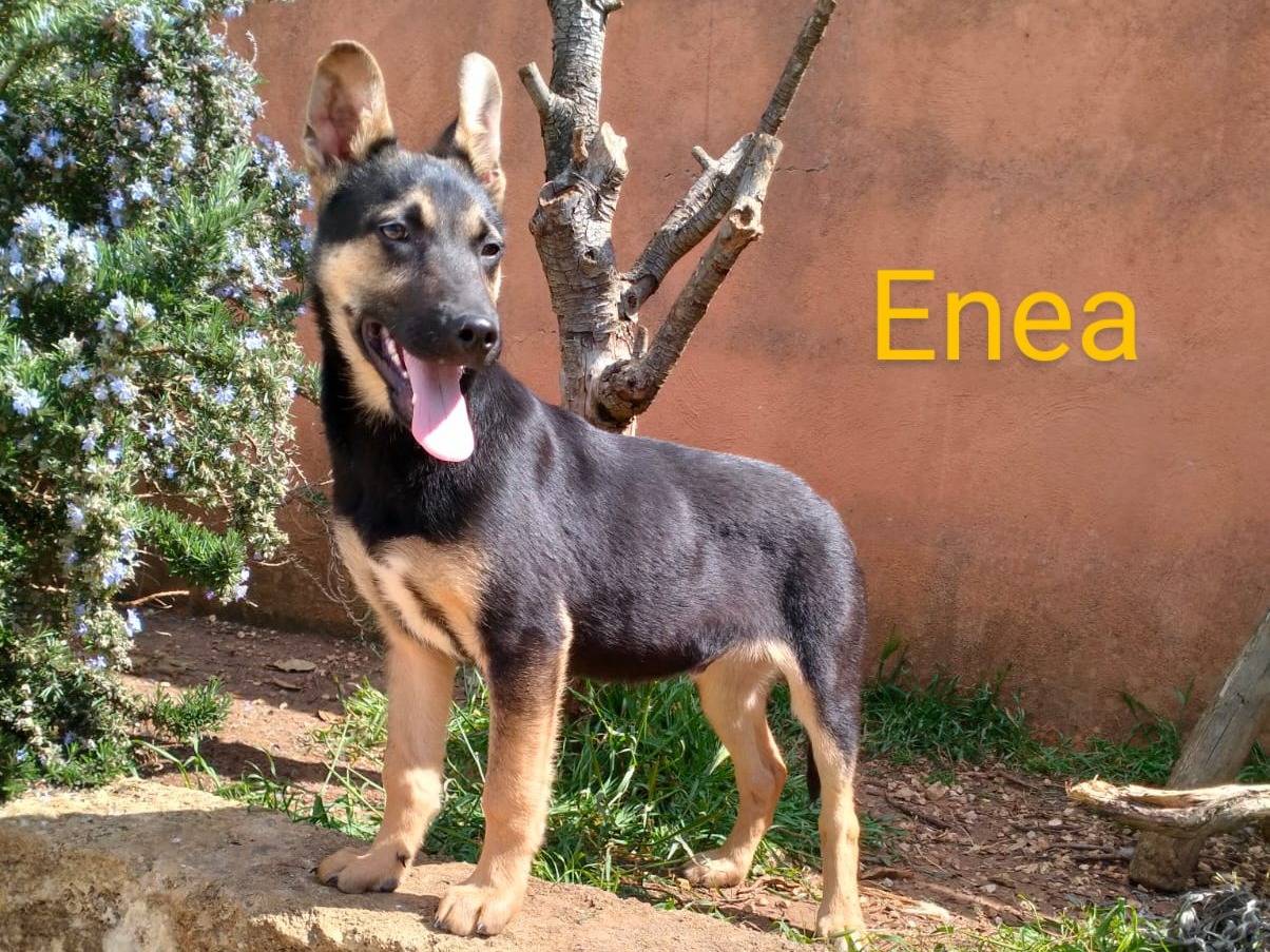 Adotta il cane Enea a Lecce
