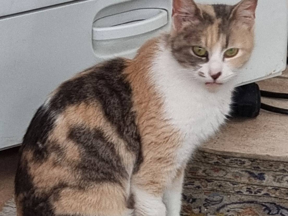 Foto dell'animale