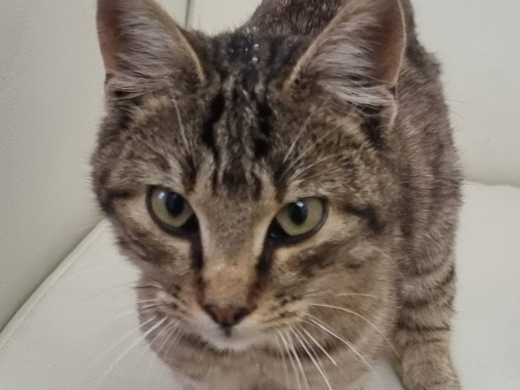Adozione gatto, maschio, Razza sconosciuta Razza sconosciuta, 3 mesi, taglia non valida, Modena