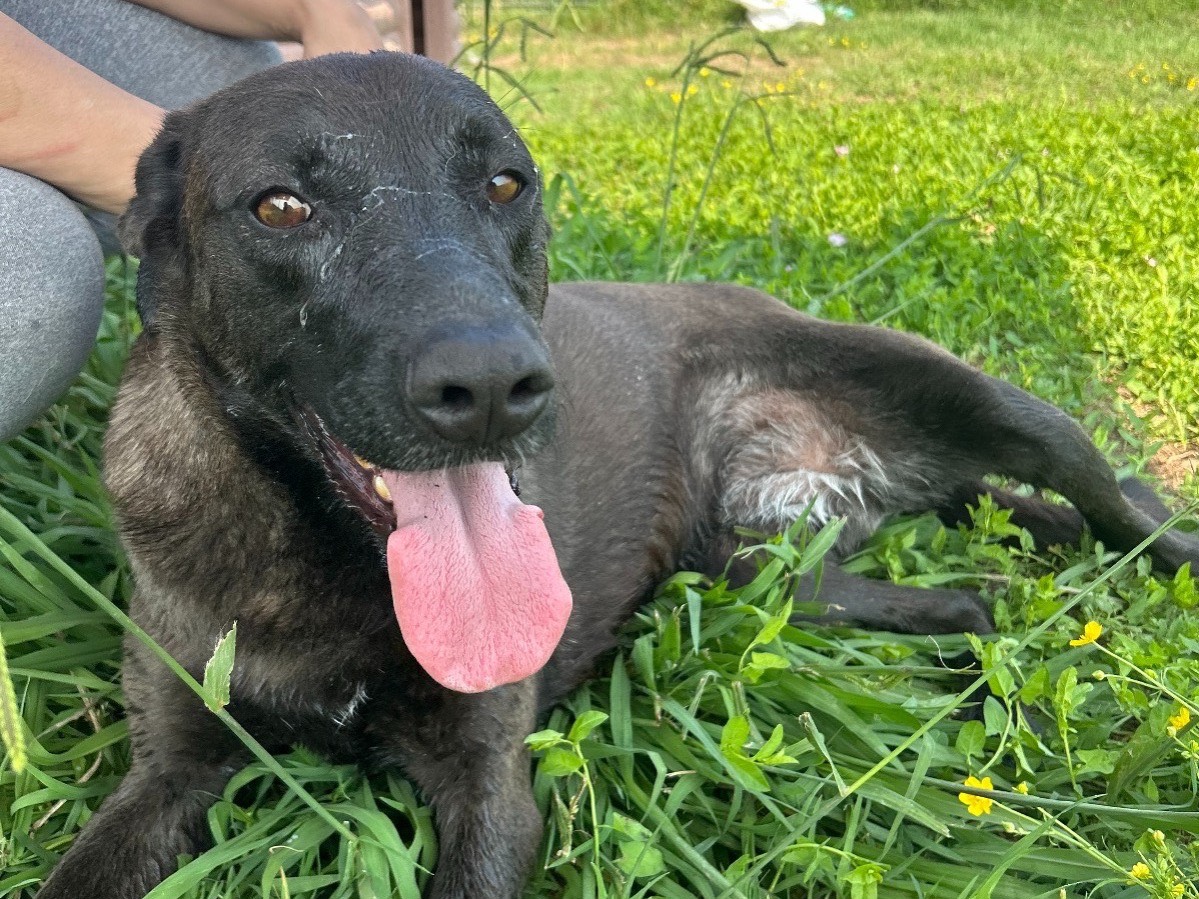 Adotta un cane, femmina, 5 anni  e 11 mesi , Latina