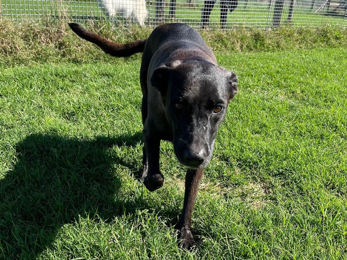 Adotta un cane, taglia media, femmina, Latina