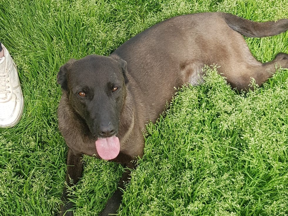 Vuoi adottare un cane a Latina?