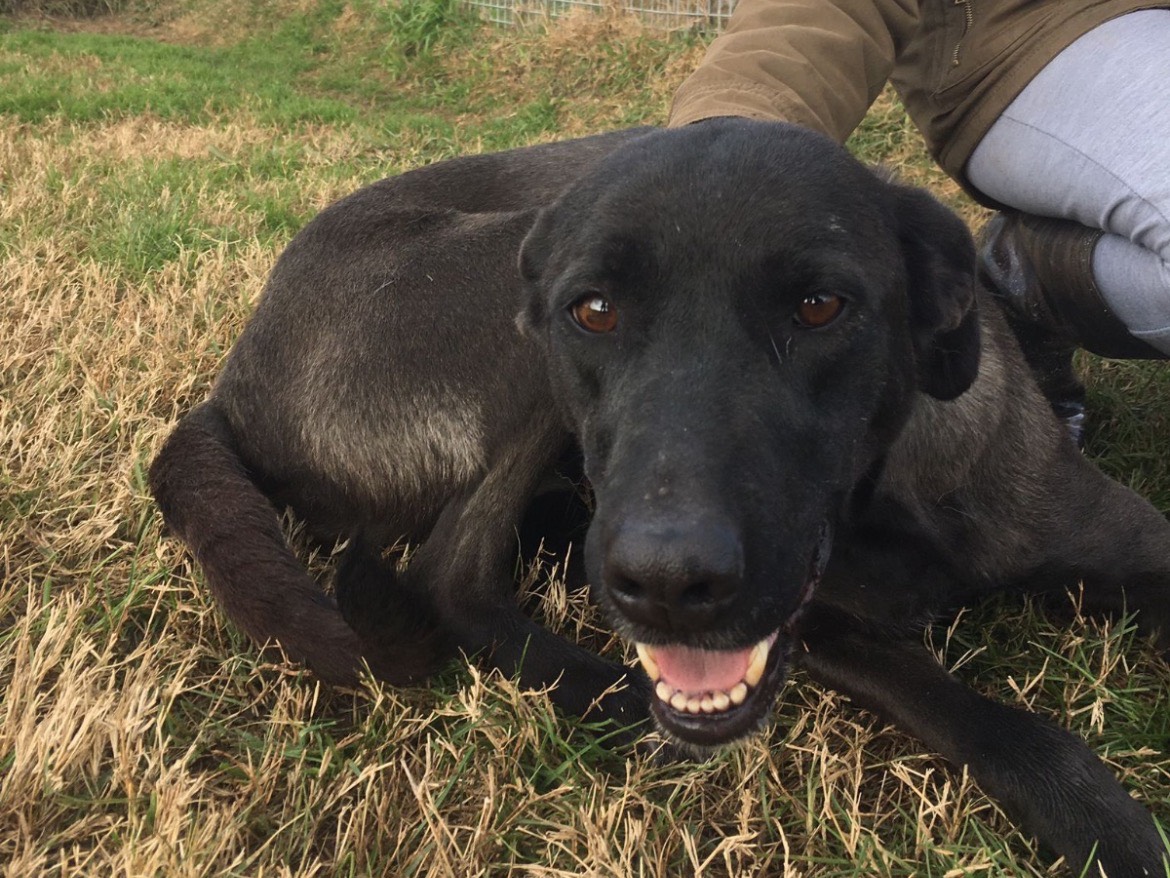 Adotta il cane Alma a Latina