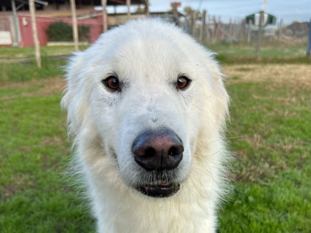 Foto dell'animale