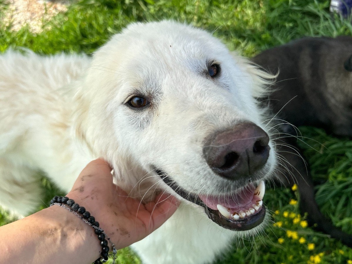Adotta un cane, taglia media, maschio, Latina