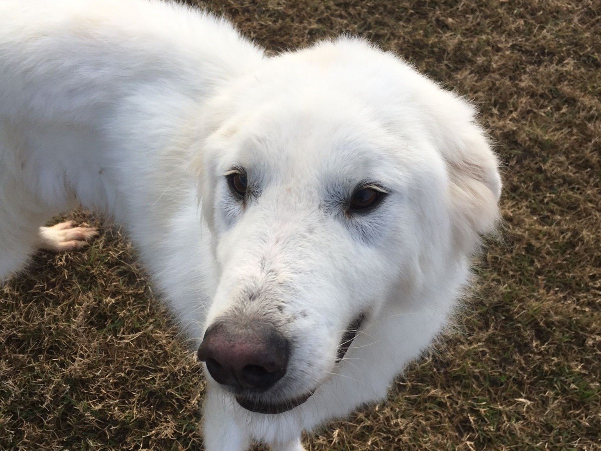 Vuoi adottare un cane a Latina?