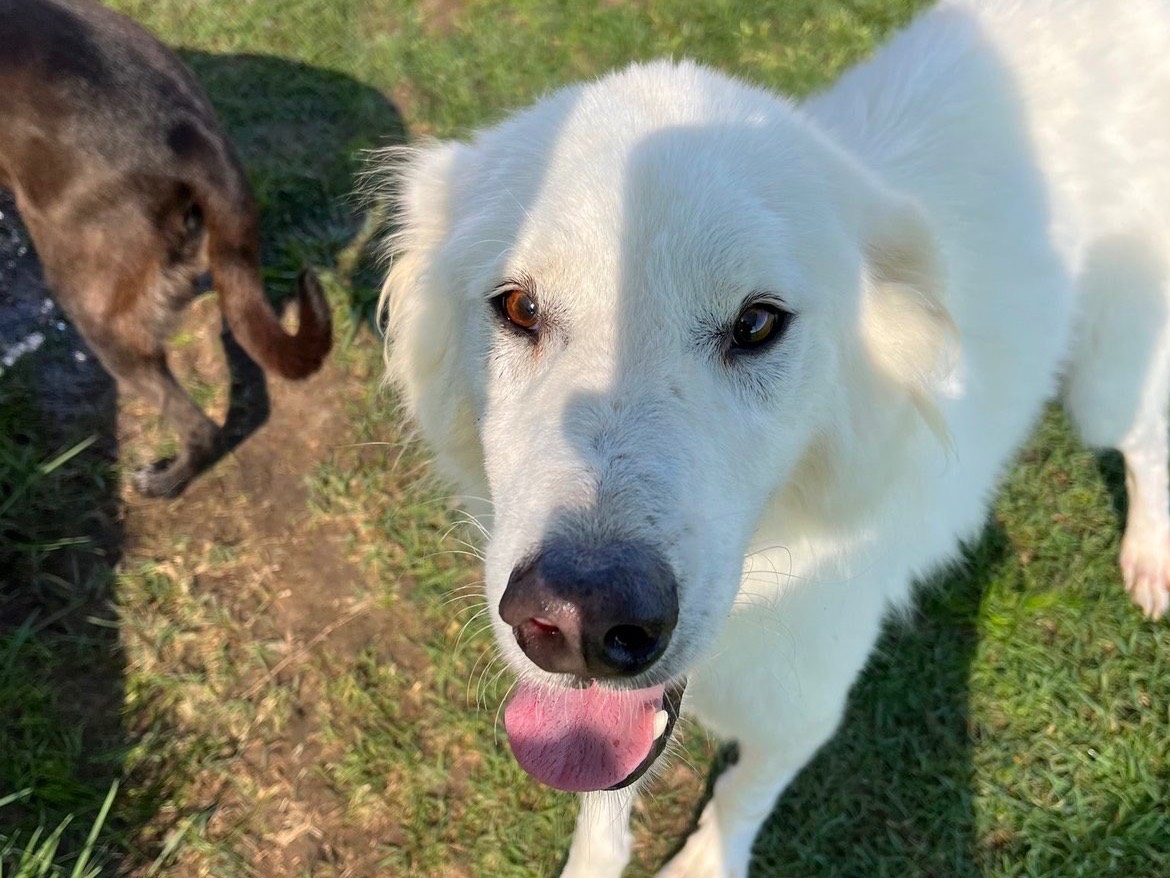 Adotta il cane Louis Alberto a Latina